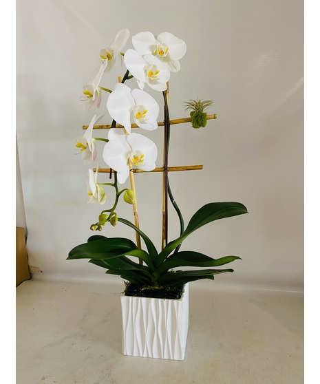 Cascading Orchid Plant